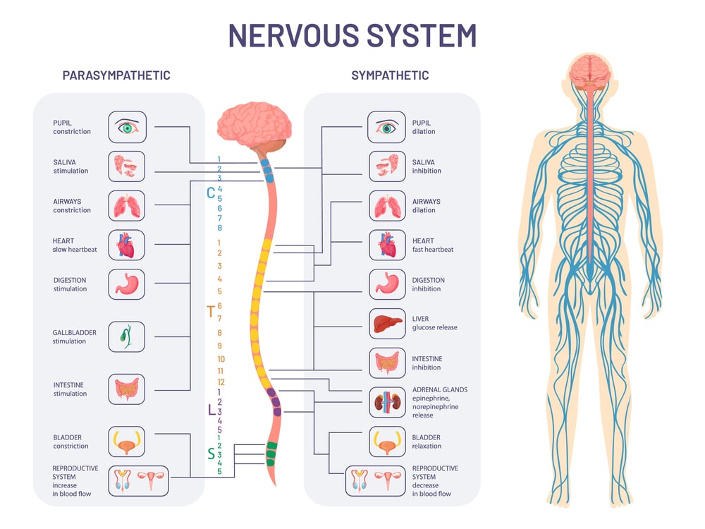 Nervous System Illustration