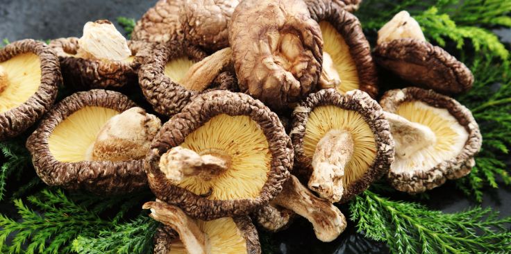 a pile of fresh shiitake mushrooms on a bed of greenery.