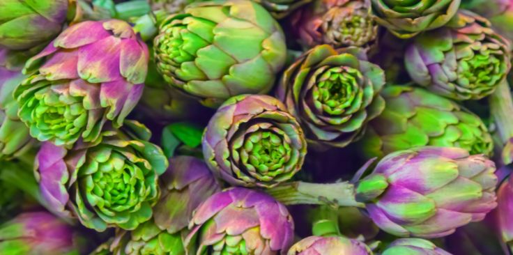 a of several artichoke buds in varying shades of green and purple.