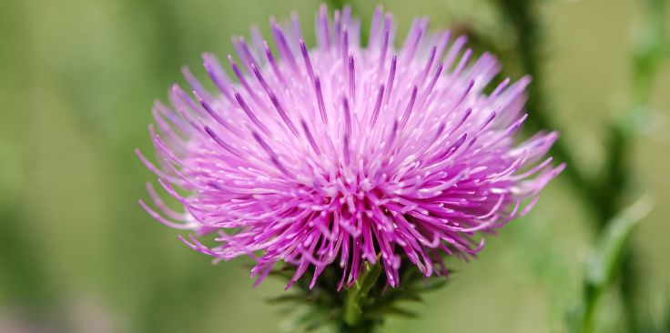 a vibrant purple milk thistle flower against a blurred green background.