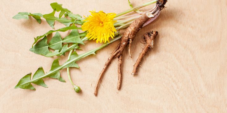 dandelion plant with bright yellow flower, green leaves, and roots displayed on a wooden surface.