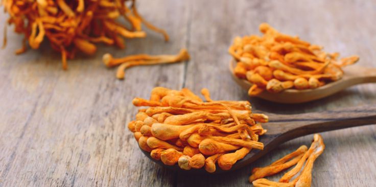 dried cordyceps mushrooms displayed on wooden spoons.