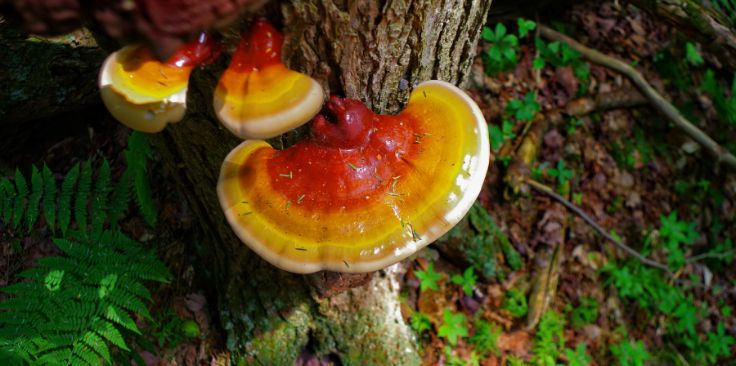 reishi mushrooms growing on a tree trunk in a forest.