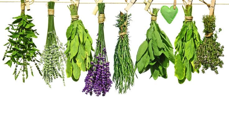 10 herbs for lymphatic system