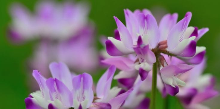 vibrant purple and white Astragalus flowers.