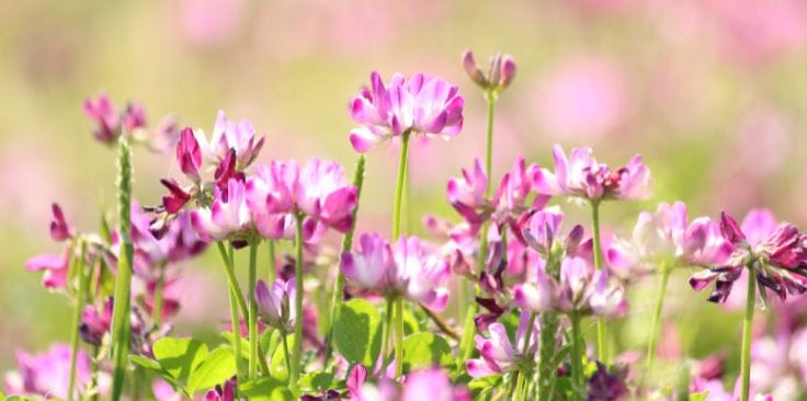 delicate pink astragalus flowers in full bloom on a sunny day.