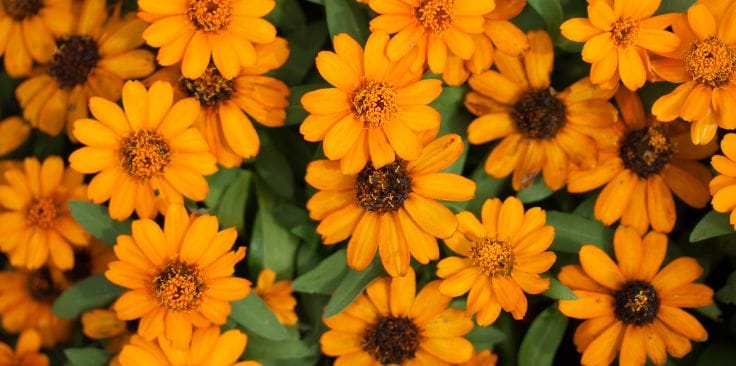 bright orange calendula flowers blooming in a lush green garden.