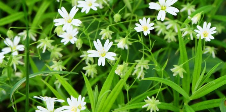 white, star-shaped chickweed flowers among green leaves.