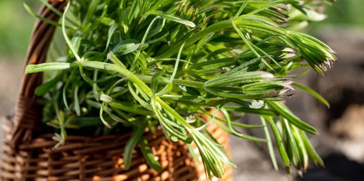 fresh green cleavers plant in a basket outdoors.