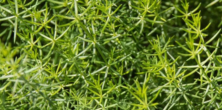 cleavers with thin, spiky green leaves in a natural setting.