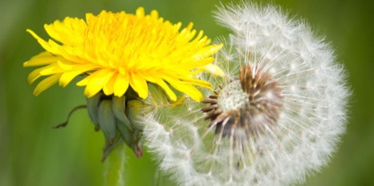 bright yellow dandelion flower next to a fluffy seed head.