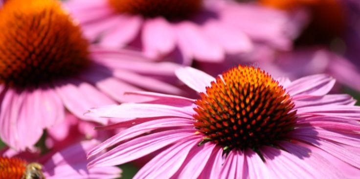 pink echinacea flowers with cone-shaped centers in bloom.