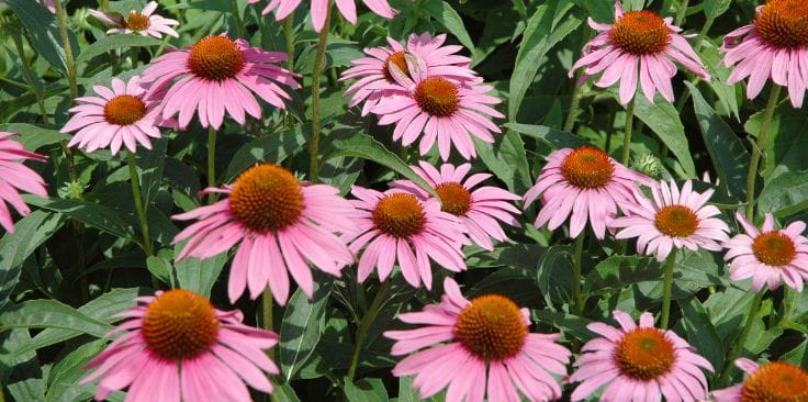 pink echinacea flowers with orange centers blooming in a garden.