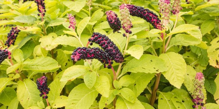 vibrant green leaves and clusters of dark purple poke berries.