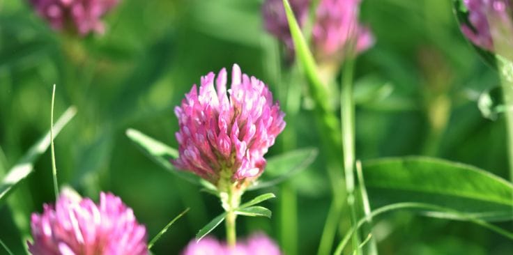 bright pink and purple red clover blossoms in a green field.