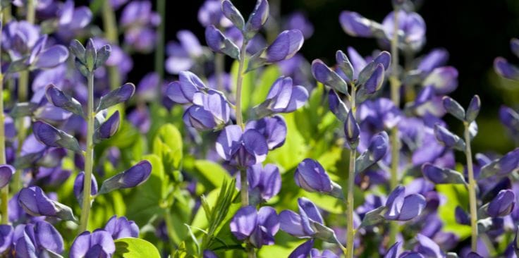 purple wild indigo flowers blooming in a lush green field.