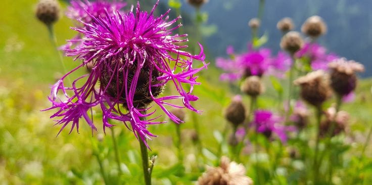 does milk thistle lower cholesterol.