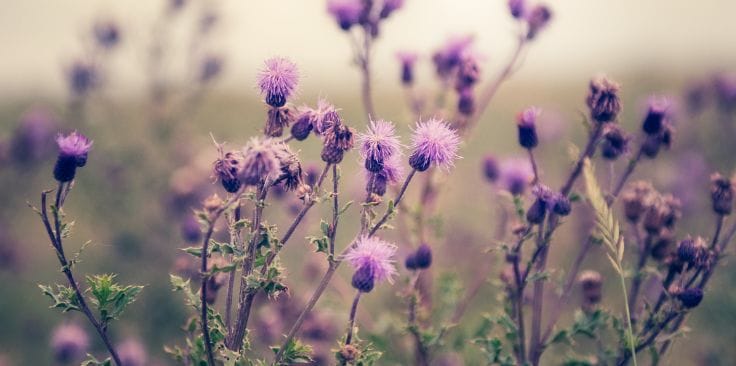 how long should i take milk thistle to detox my liver.