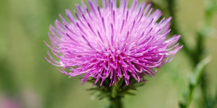 milk thistle dosage how much per day is right for you.