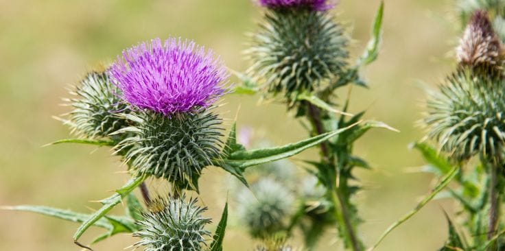 What Medications Should Not Be Taken With Milk Thistle