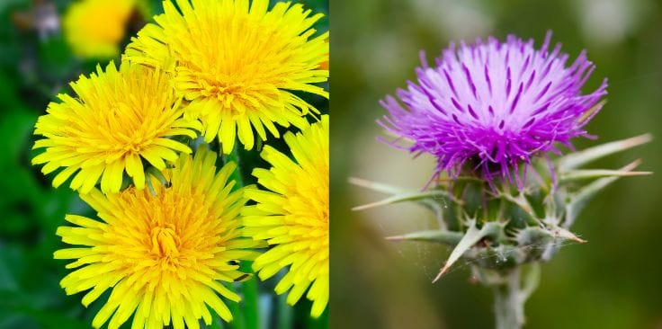 Can Dandelion and Milk Thistle Be Mixed Safely?