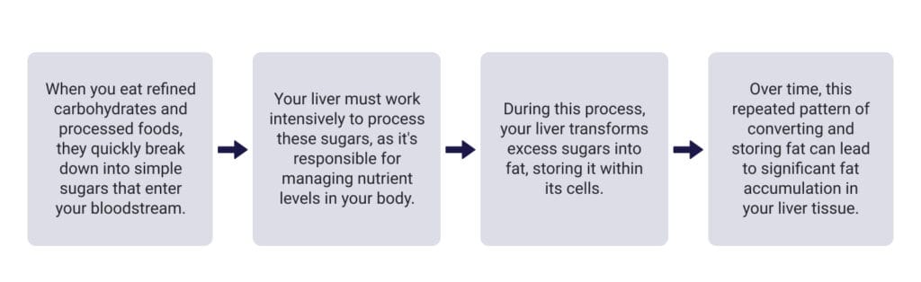 flowchart illustrating how refined carbohydrates are processed by the liver into fat, leading to fat accumulation in liver tissue over time.