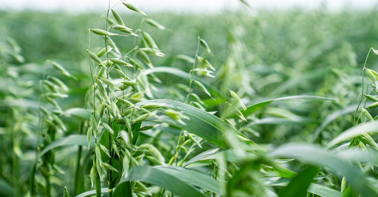 benefits of oat straw - uses, downsides and more