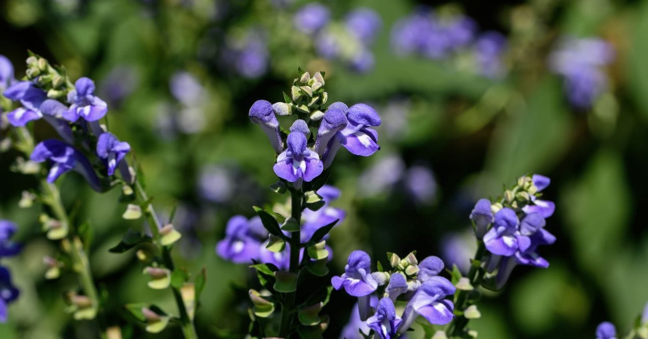 chinese skullcap benefits - use, downsides and more