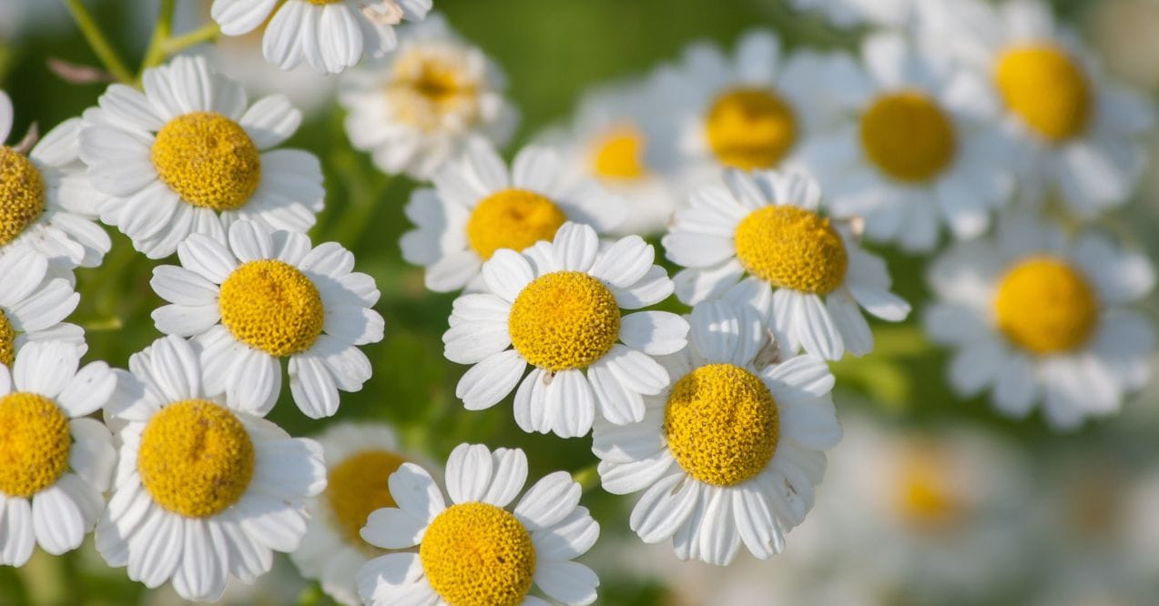 feverfew medicinal use - side effects and more