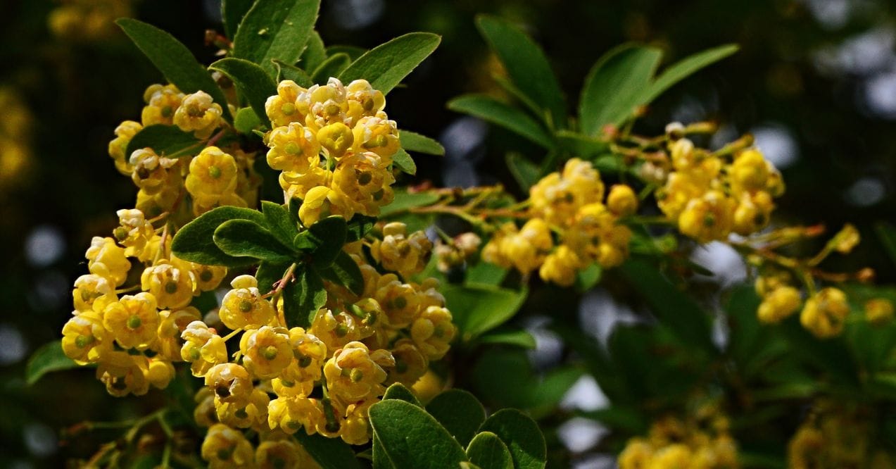 berberine benefits