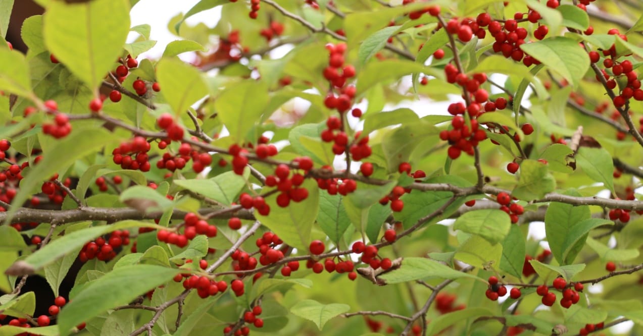 does berberine cause diarrhea