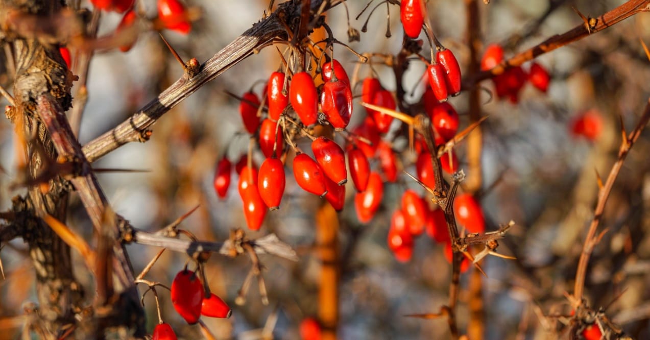 does berberine lower cholesterol