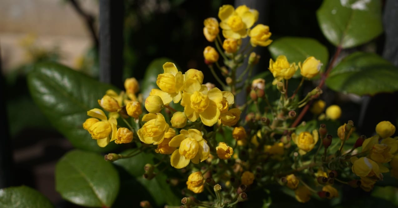 how much berberine should you take
