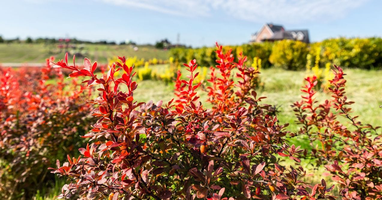 is berberine bad for kidneys