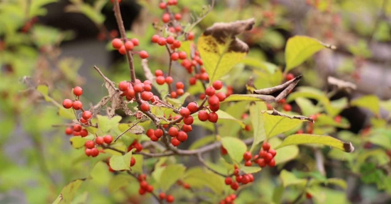 is berberine safe while breastfeeding