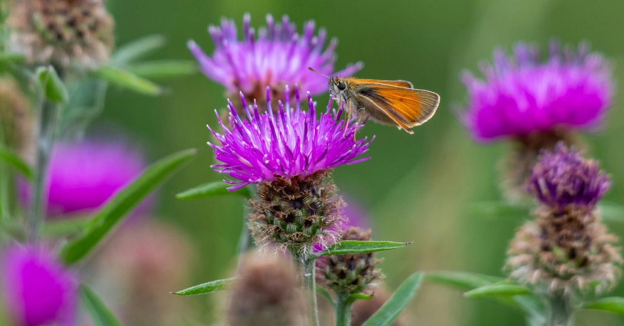 milk thistle benefits and safety