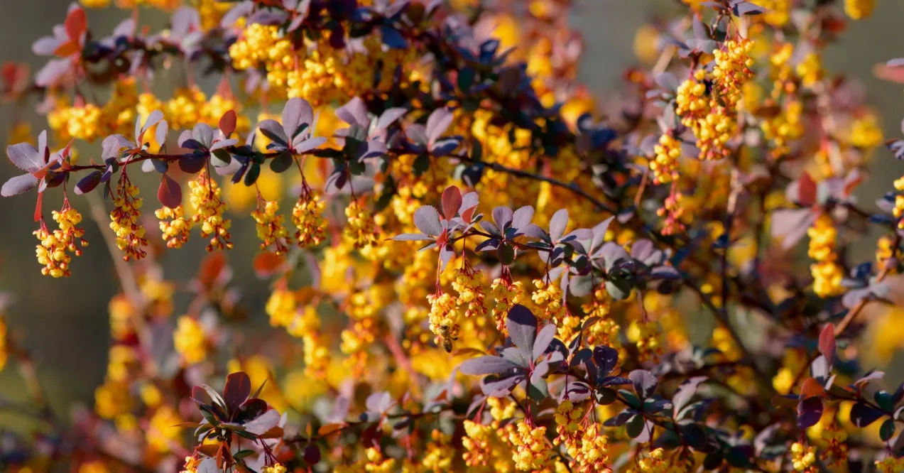 What Happens When You Drink Alcohol and Take Berberine?