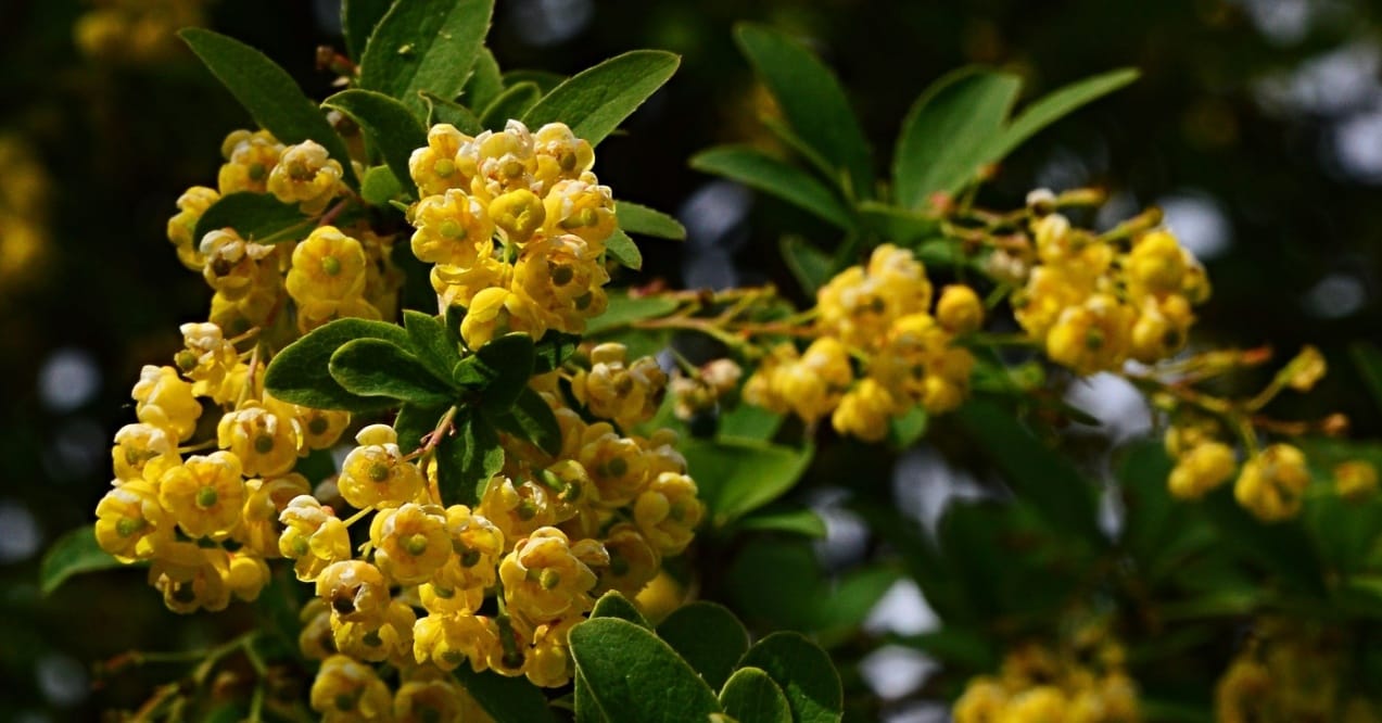 can i take berberine with metformin?