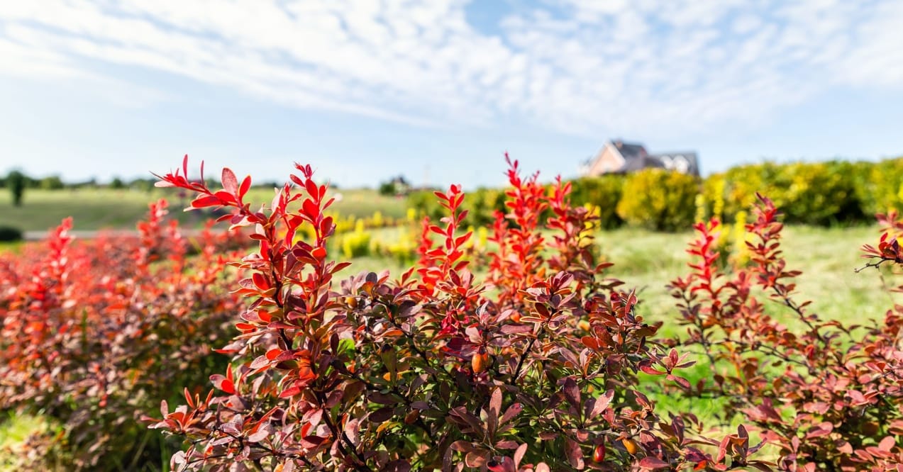 does berberine lower blood pressure?