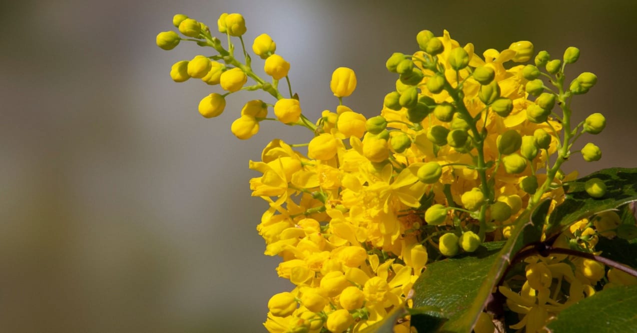 what 5 most important foods contain berberine