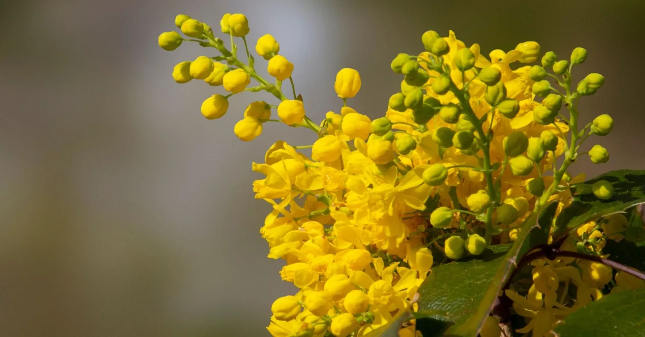 What 5 Most Important Foods Contain Berberine?