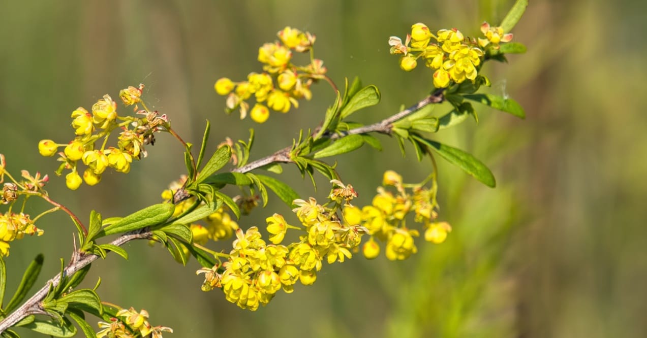 what plants and herbs are high in berberine?