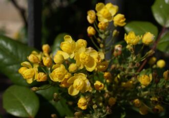 how much berberine should you take