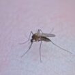 can a bug bite cause swollen lymph nodes?