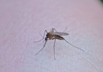 can a bug bite cause swollen lymph nodes?