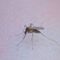 can a bug bite cause swollen lymph nodes?